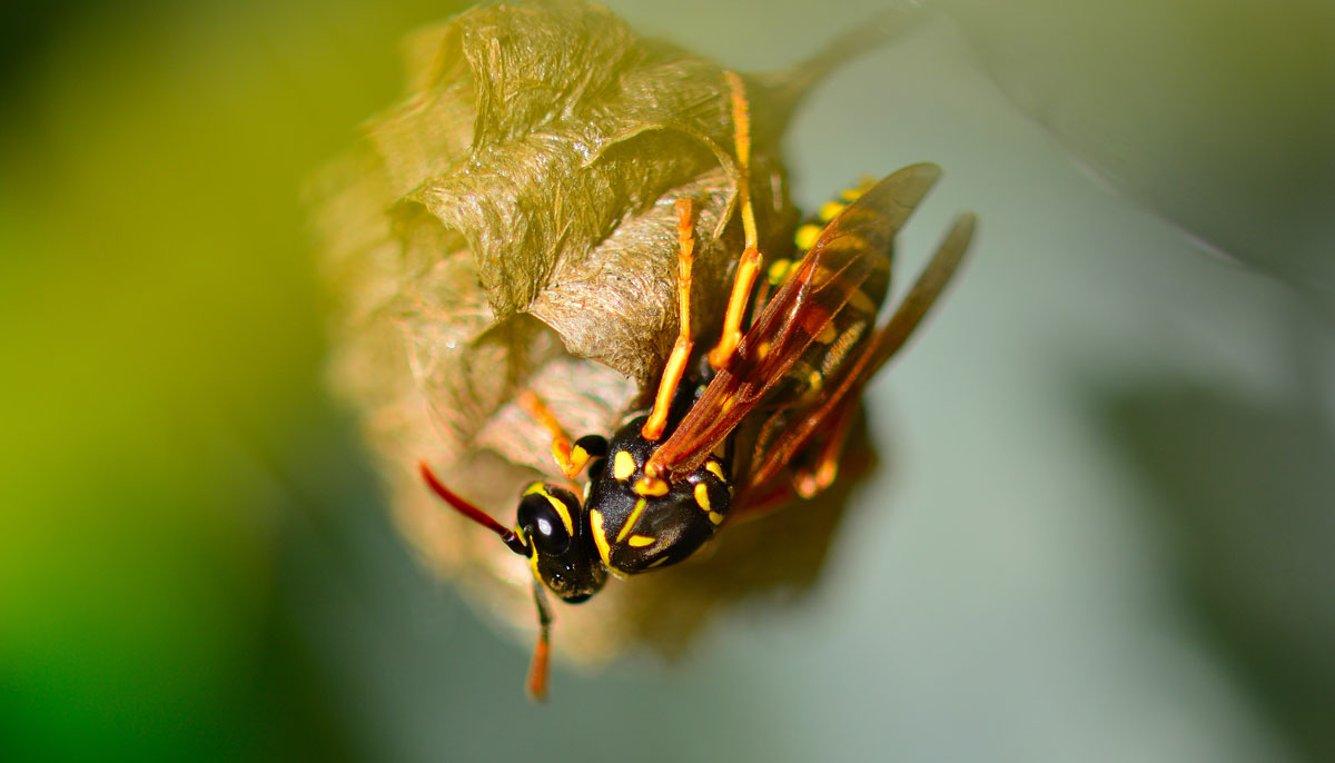 Polistes dominula