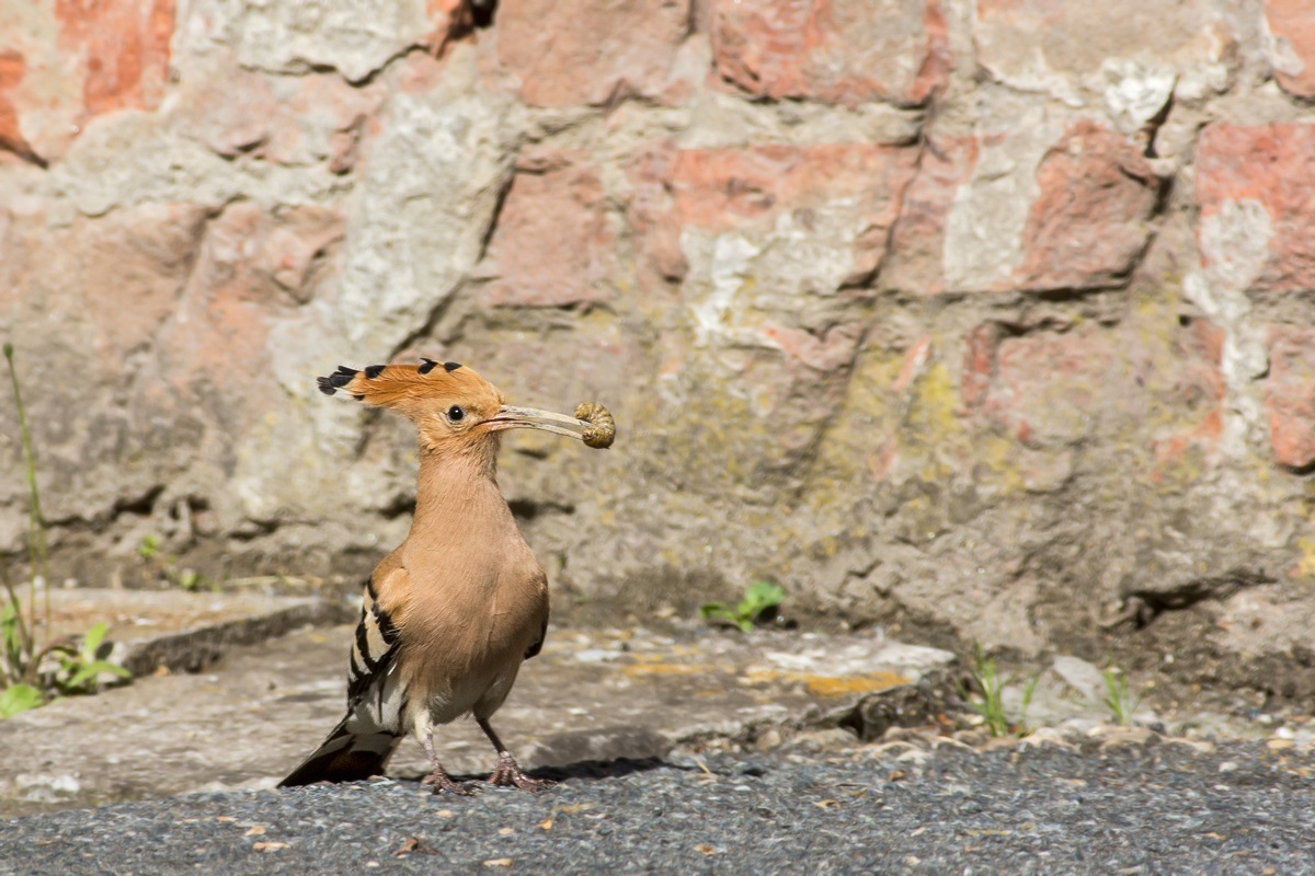 Hoopoe