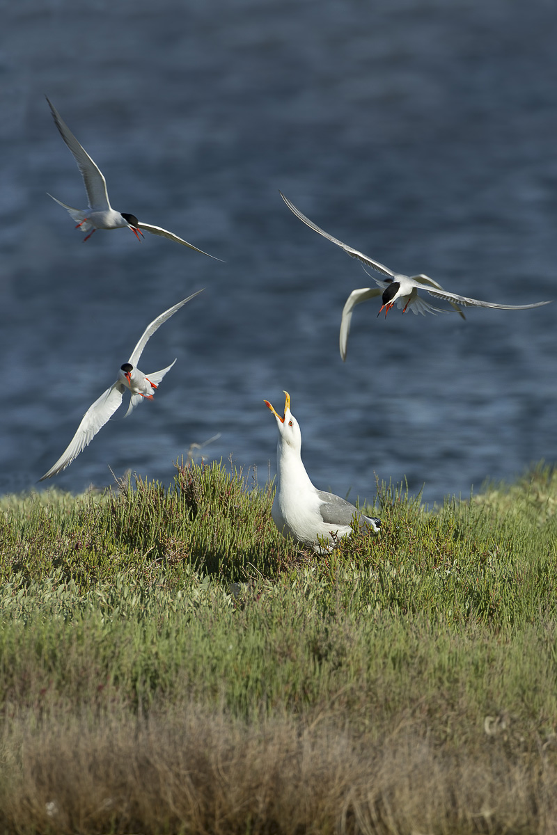 tanto non me ne vado!!