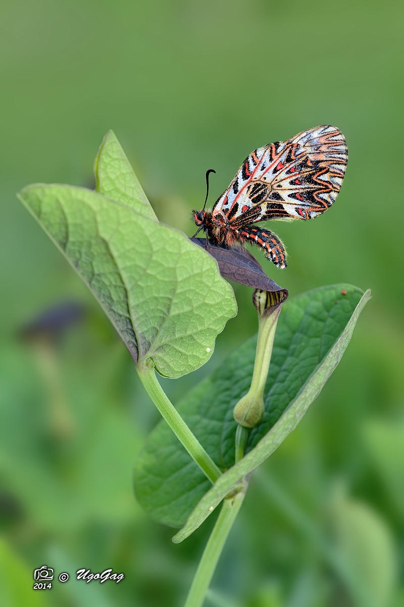 Zeryntia 2014 on the aristolochia