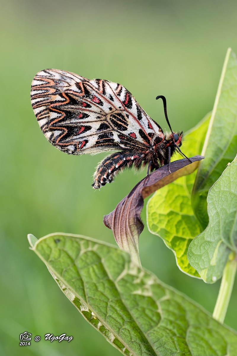 Zerynthia 2014 su aristolochia