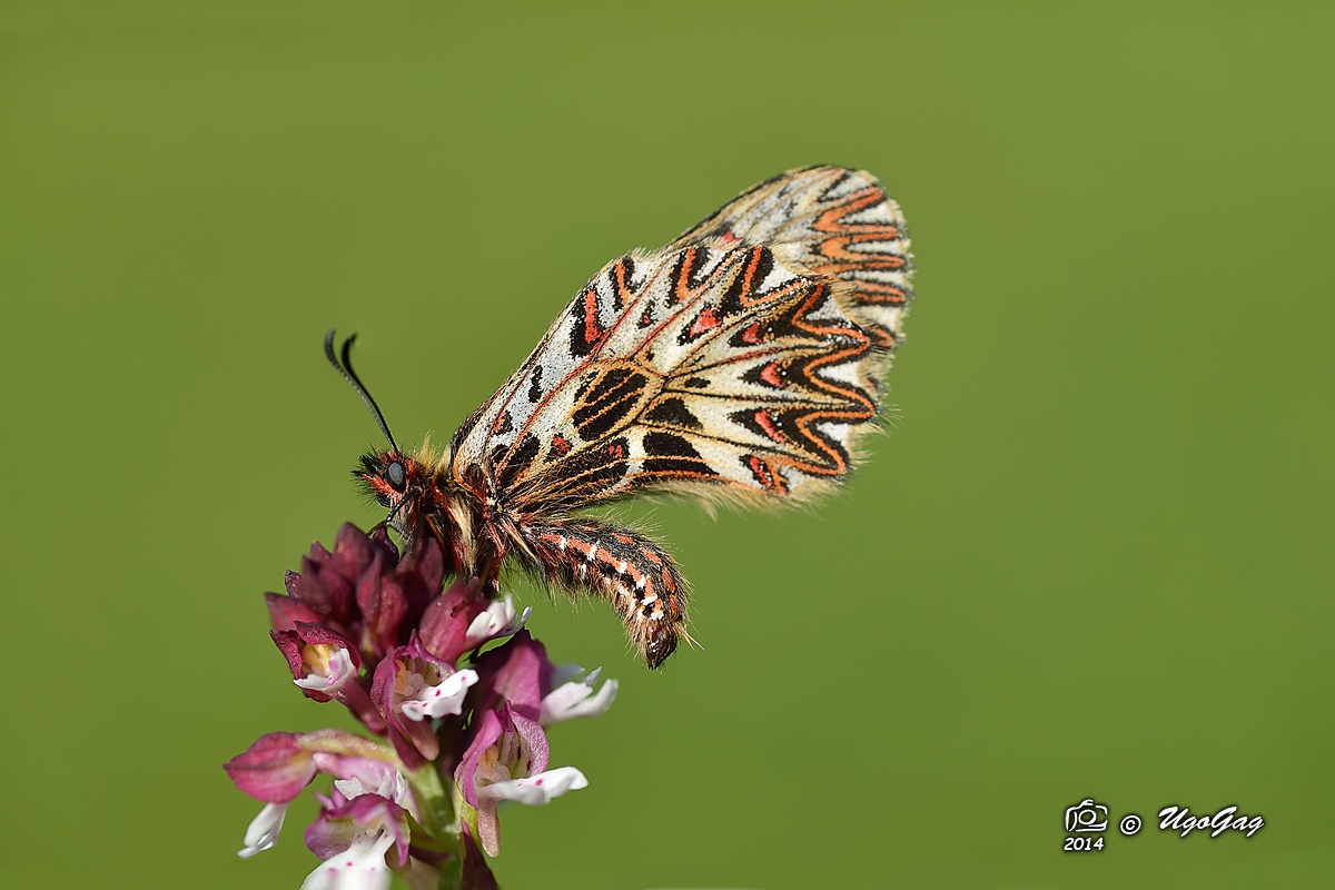 Zerynthia 2014 su O. ustulata
