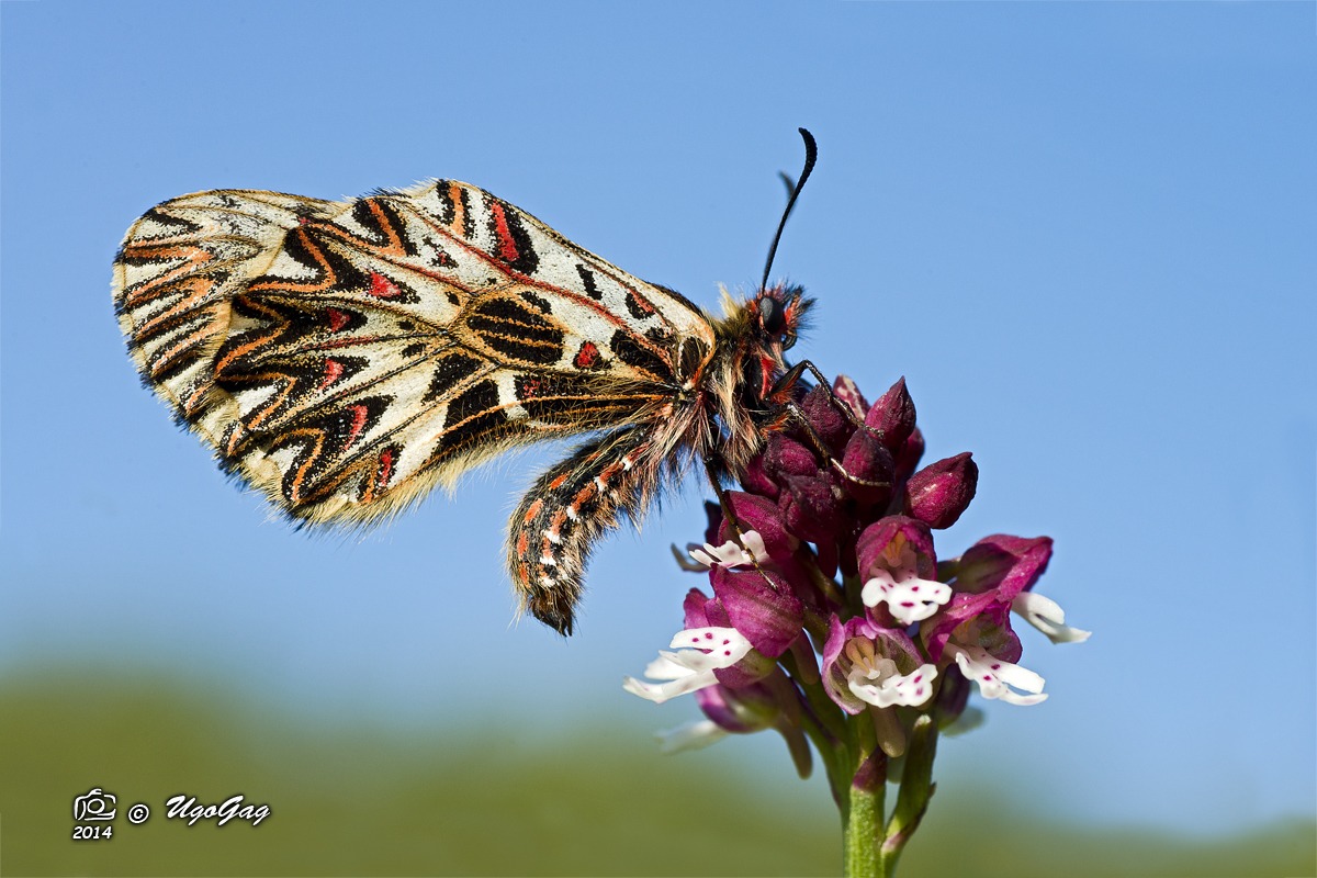 Zerynthia 2014 su O. ustulata