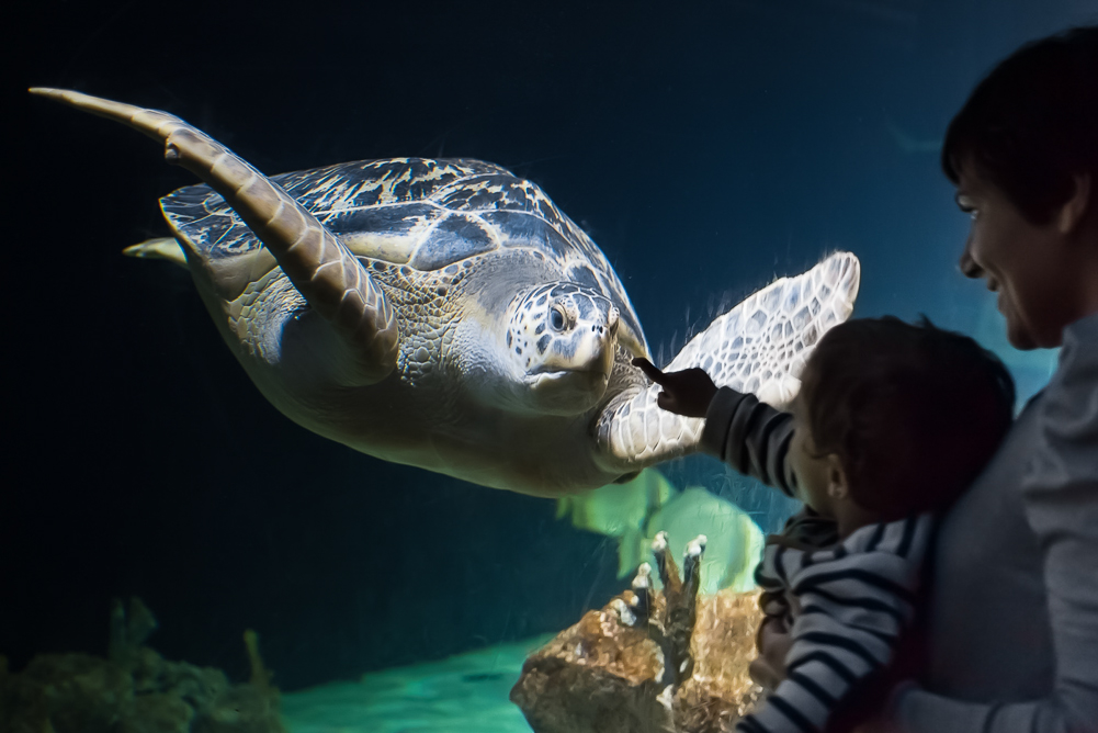Edoardo a la Tartarga;Acquario di Livorno