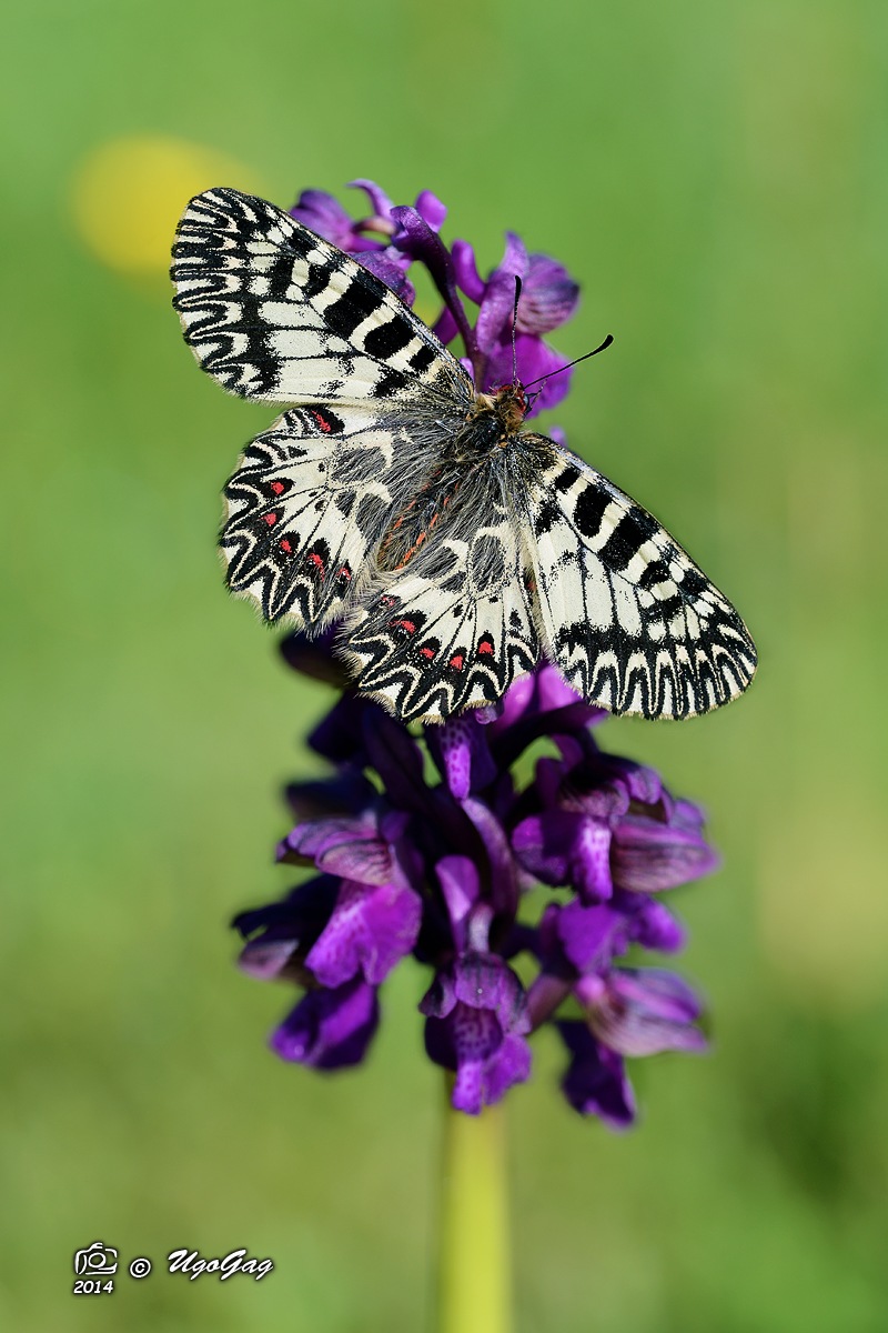 Zerynthia 2014 su orchis