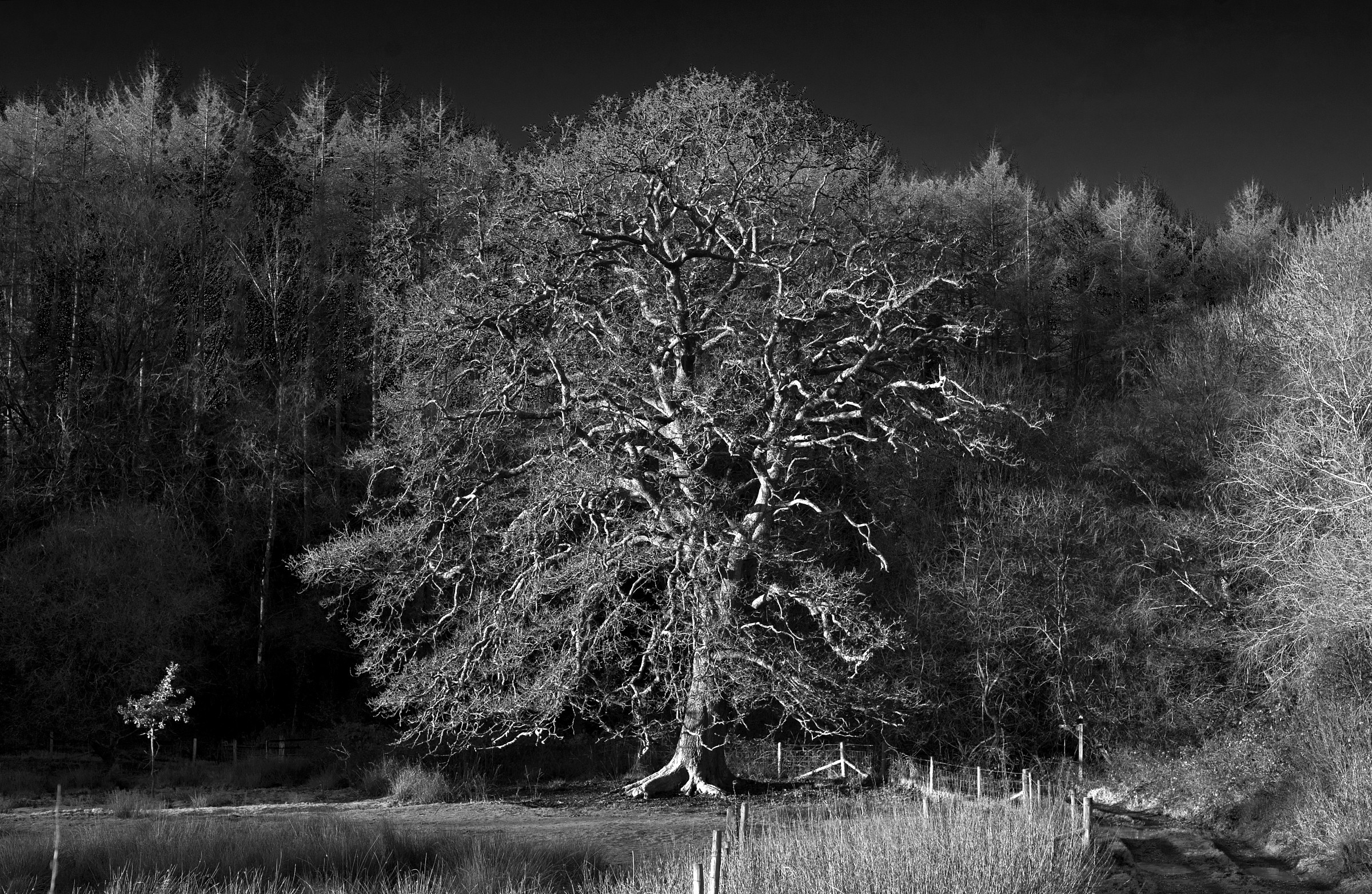 Trees of differing kinds