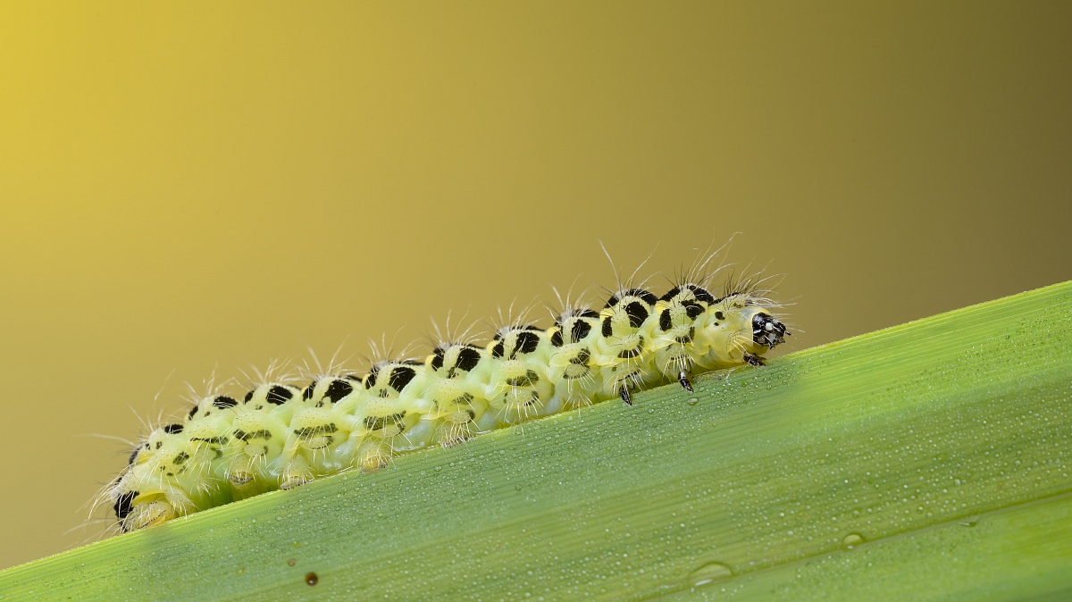 caterpillar