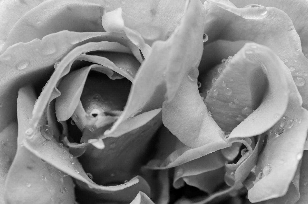 Rosa con gocce d'acqua in B-N