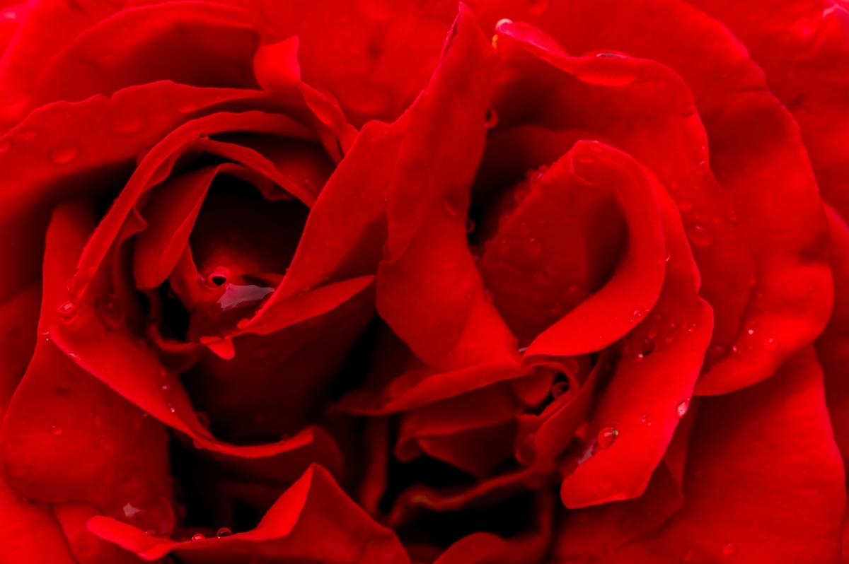 Rosa con gocce d'acqua