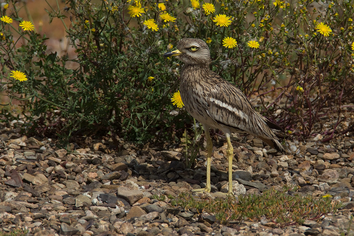 Occhione  Burhinus oedicnemus