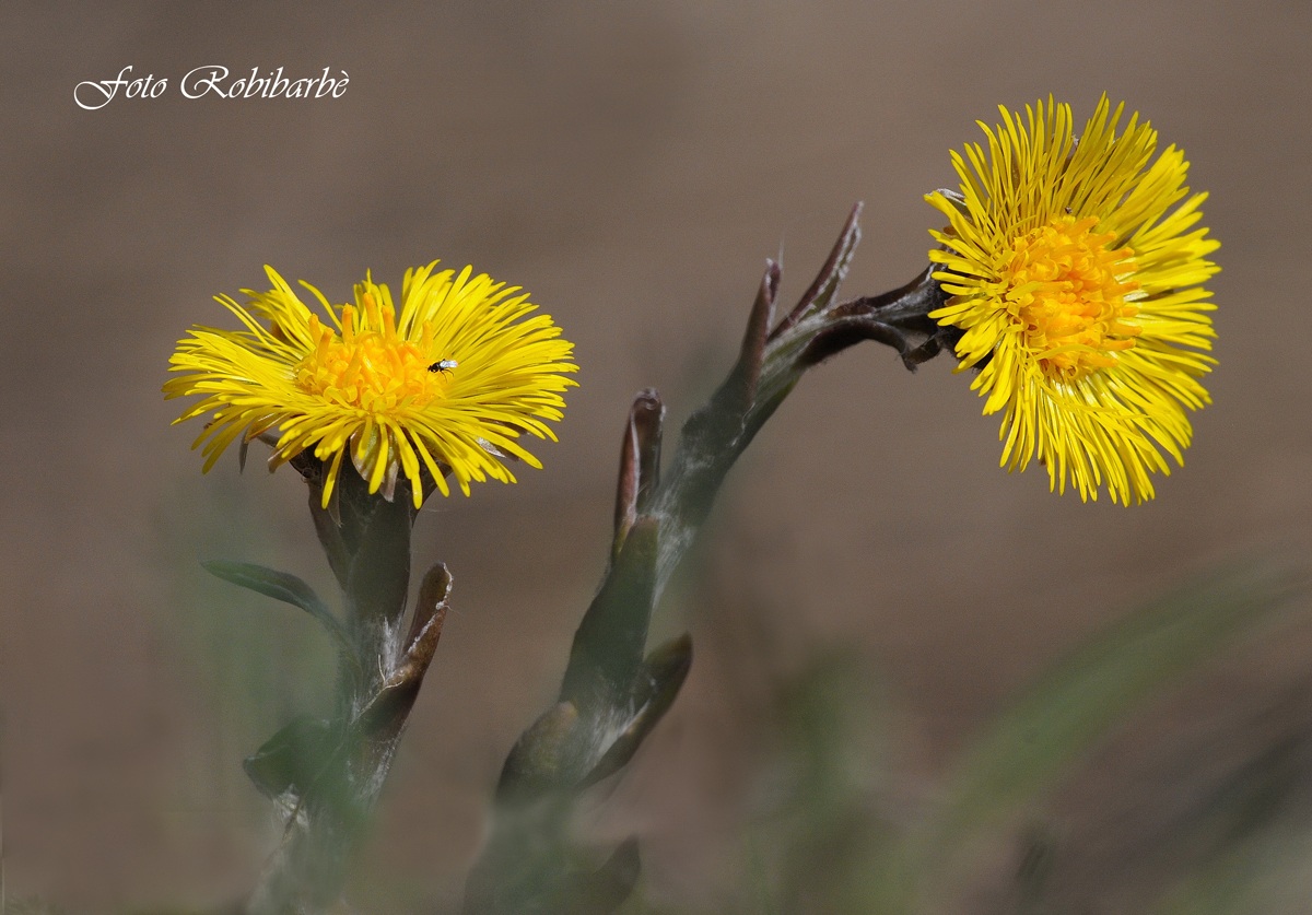 Tussilago farfara......