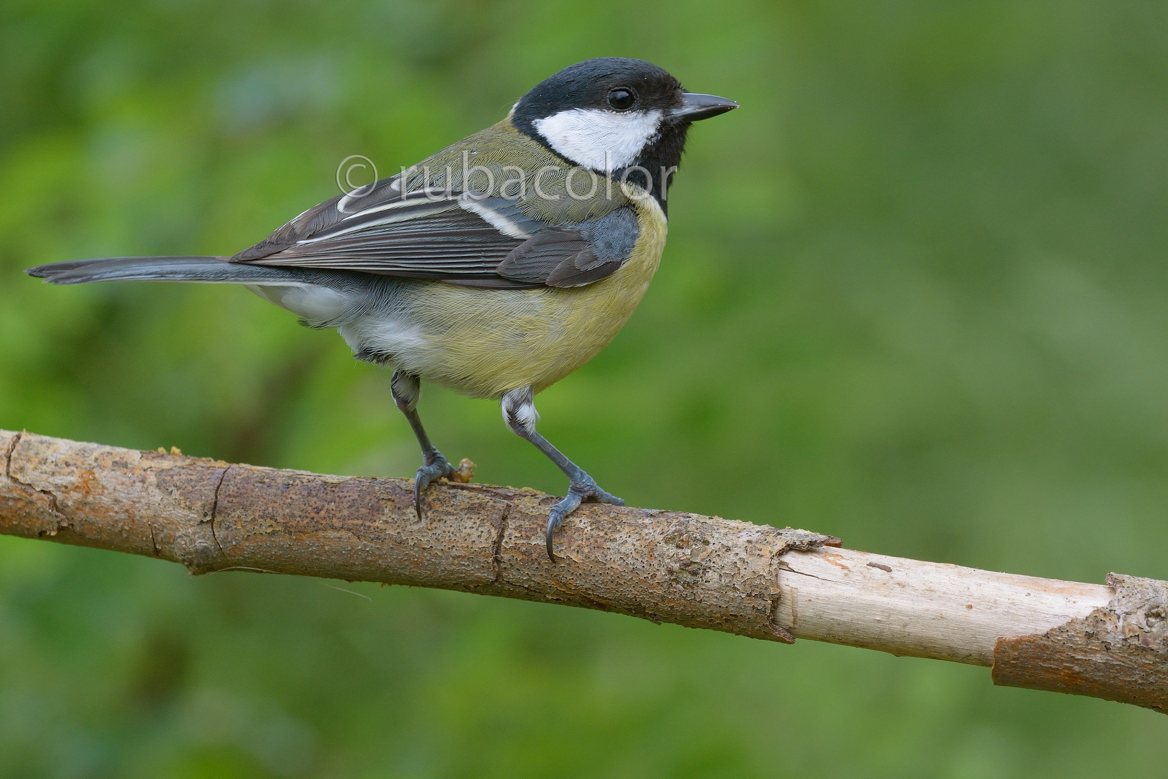 Una cincia col macro