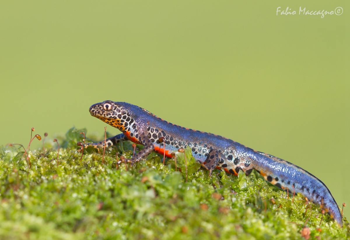 Mesotriton alpestris apuanus