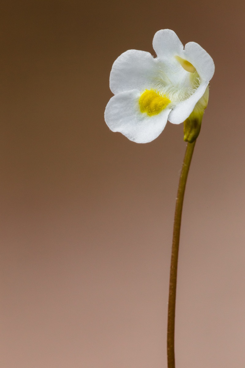 Fiore di Pinguicola delle Alpi (Pinguicula alpina)