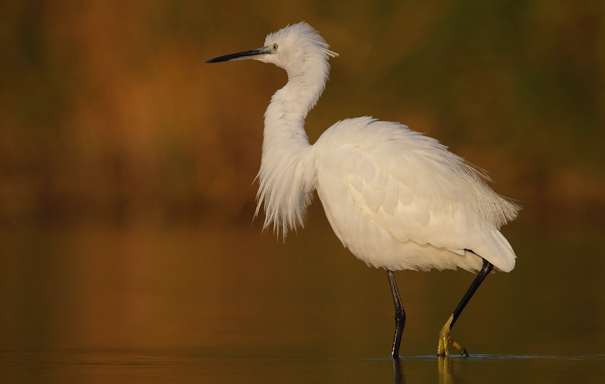 Egret