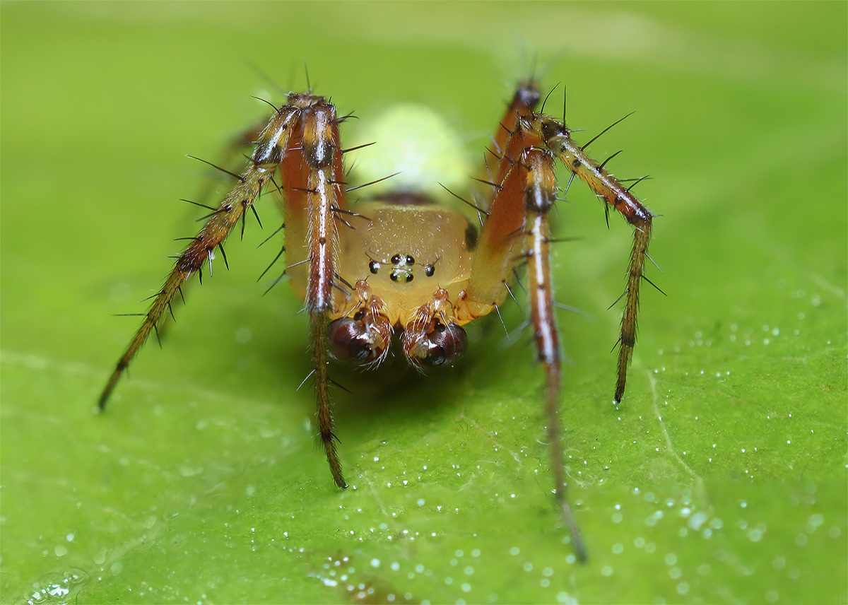 Araniella cucurbitina (male)