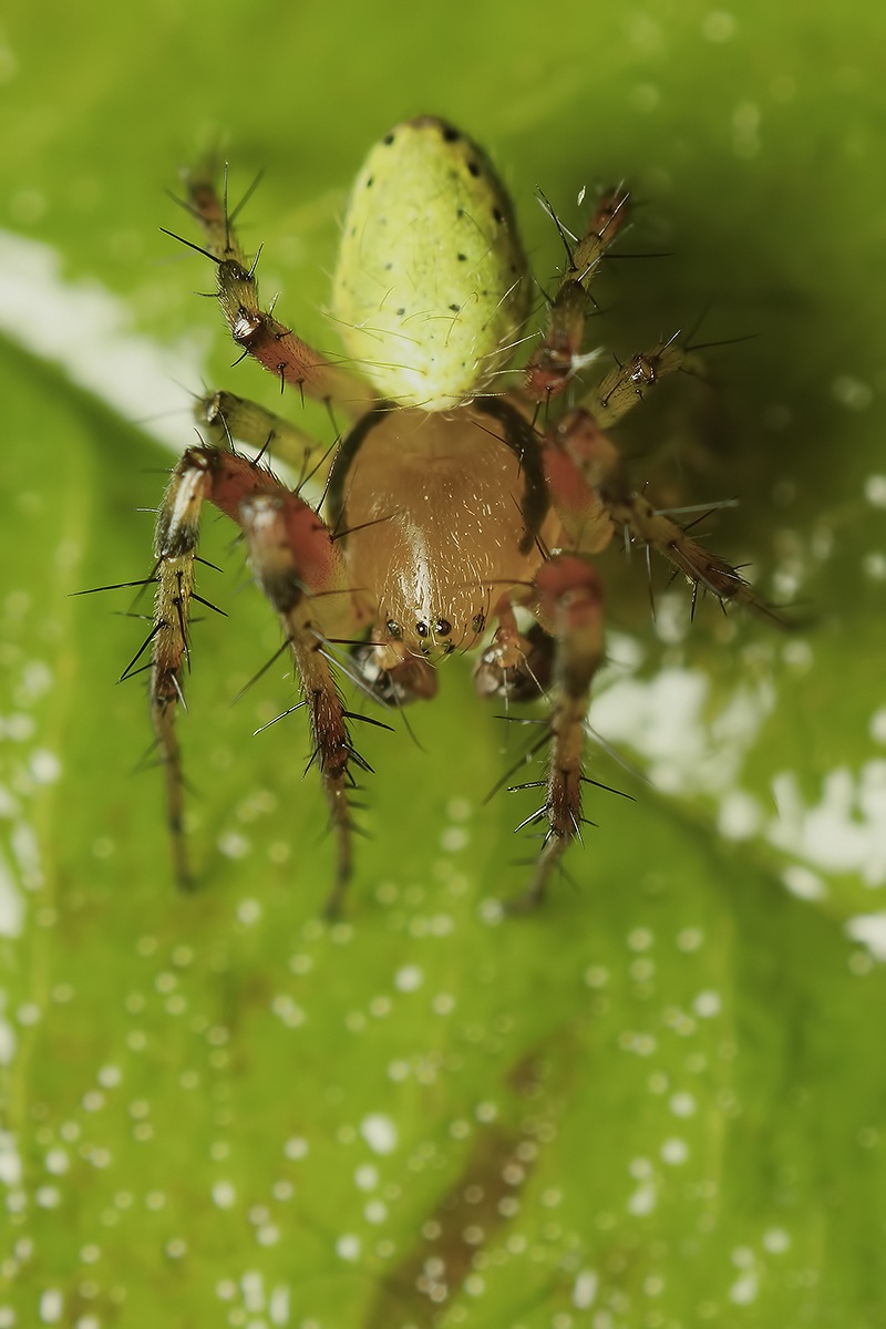 Araniella cucurbitina (male)