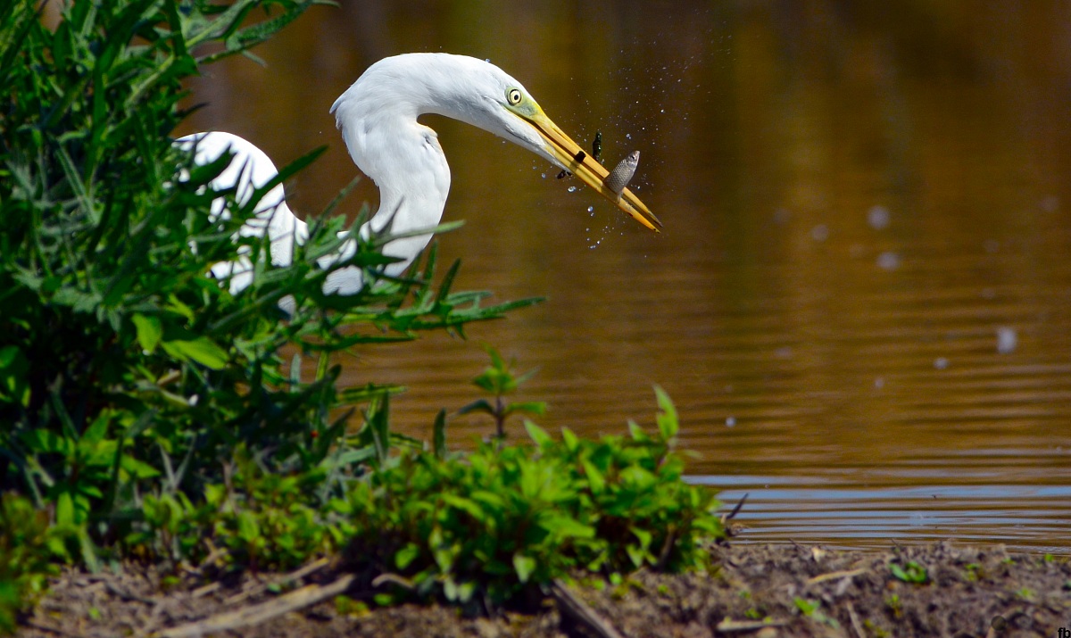 agguato dietro al cespuglio