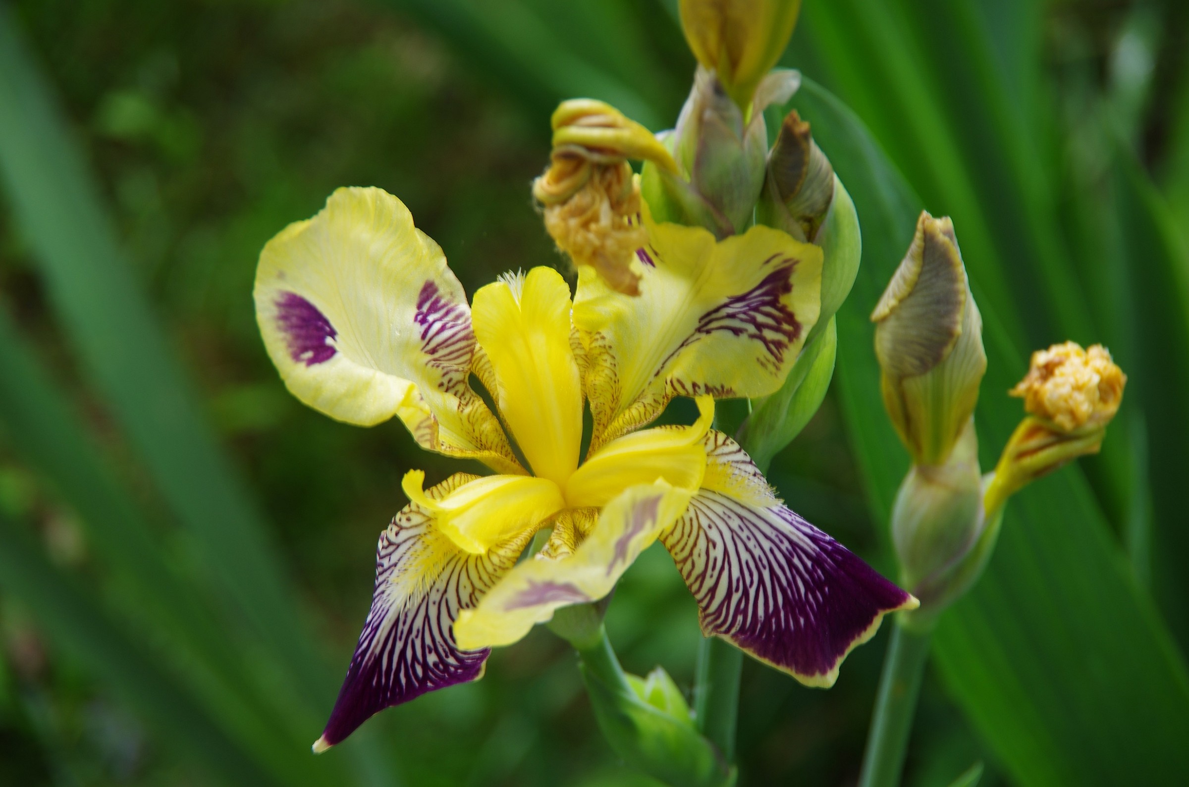 German iris