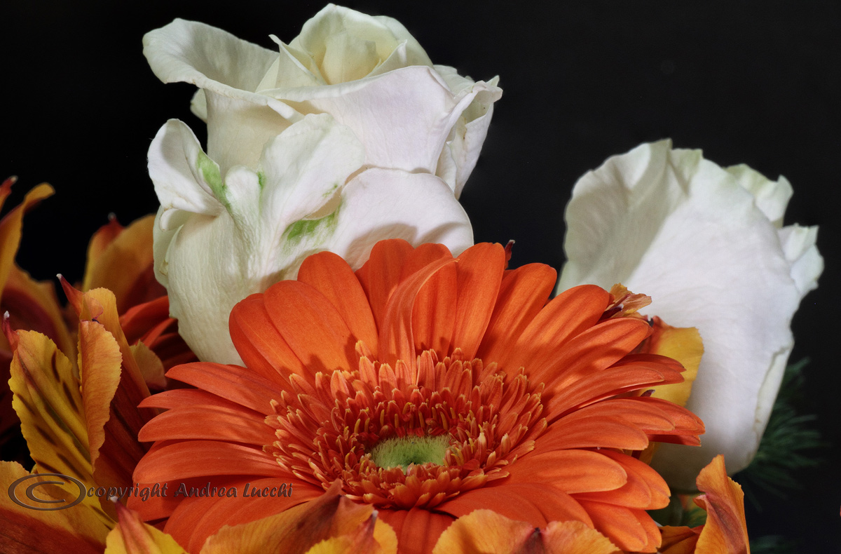 primavera in uno scatto