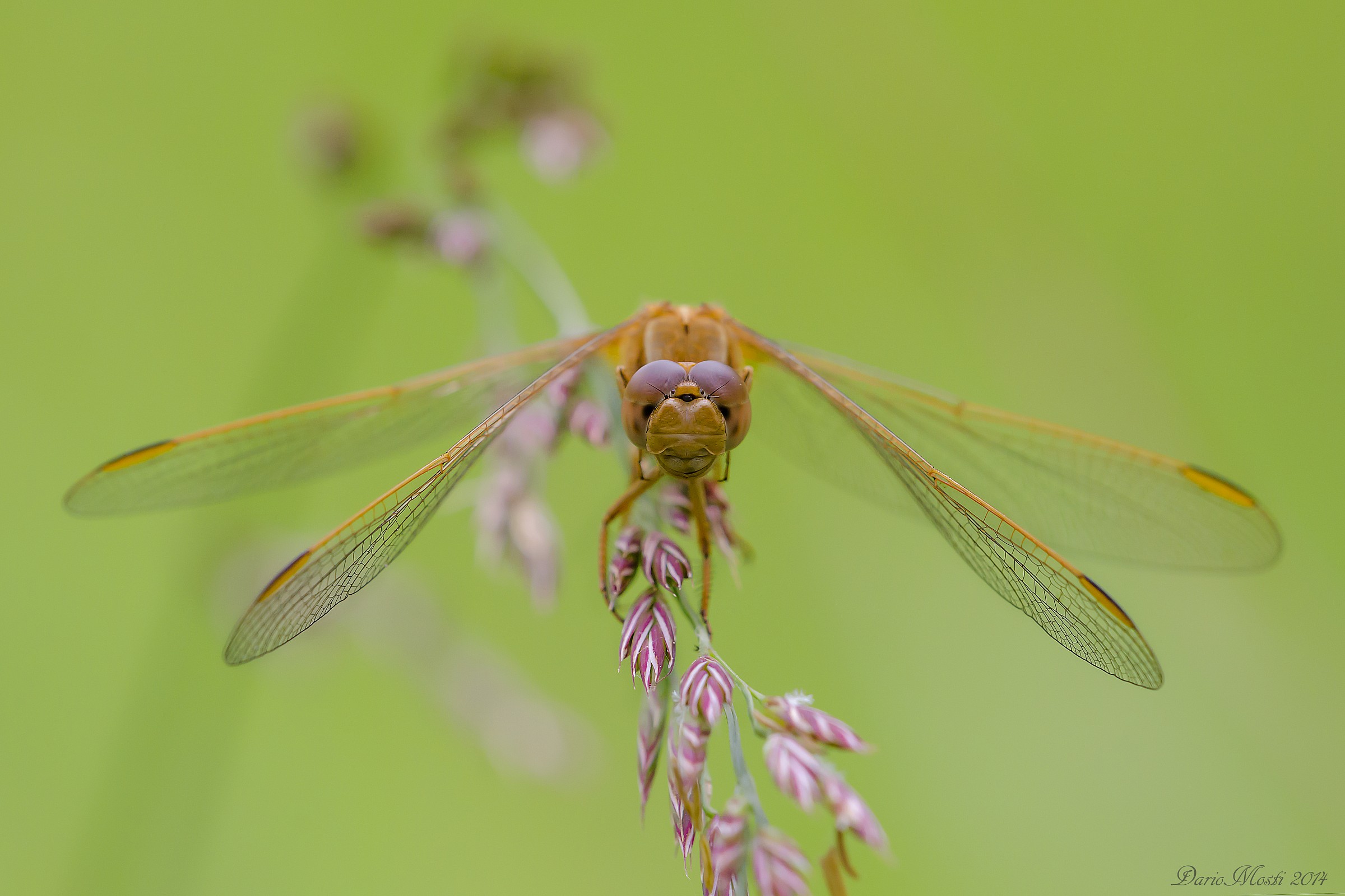 Orthetrum coerulescens