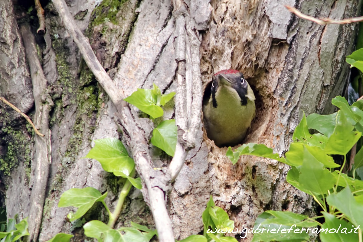 Green Woodpecker
