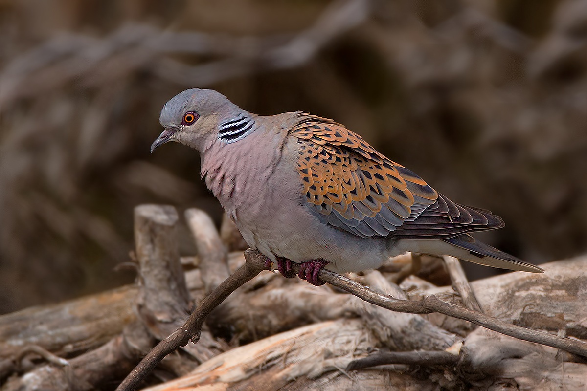 Female Wild Dove