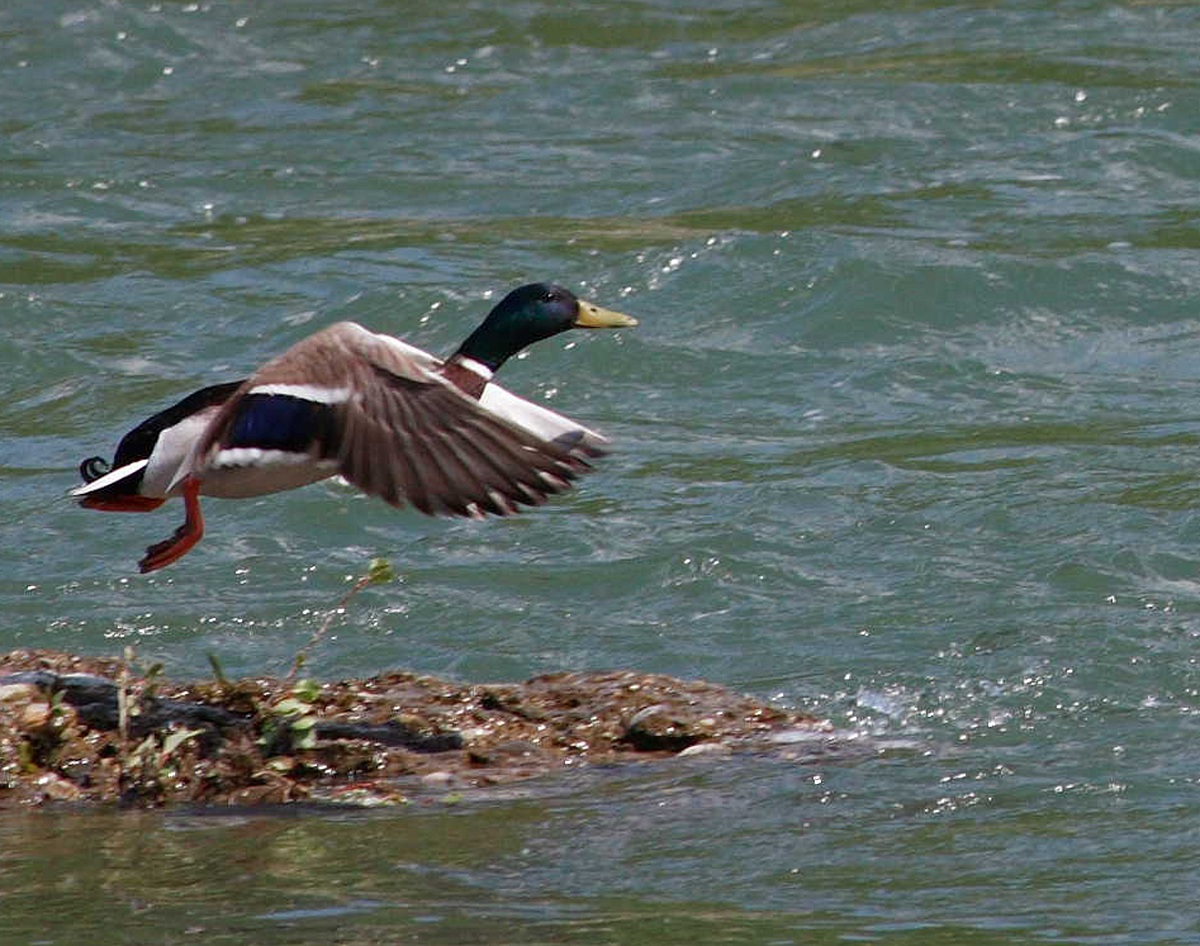 Mallard takes flight