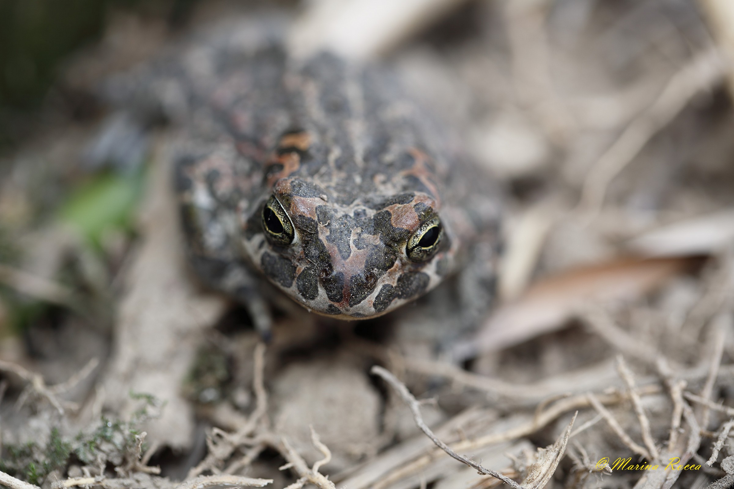 vediamo un pò chi sei !!!