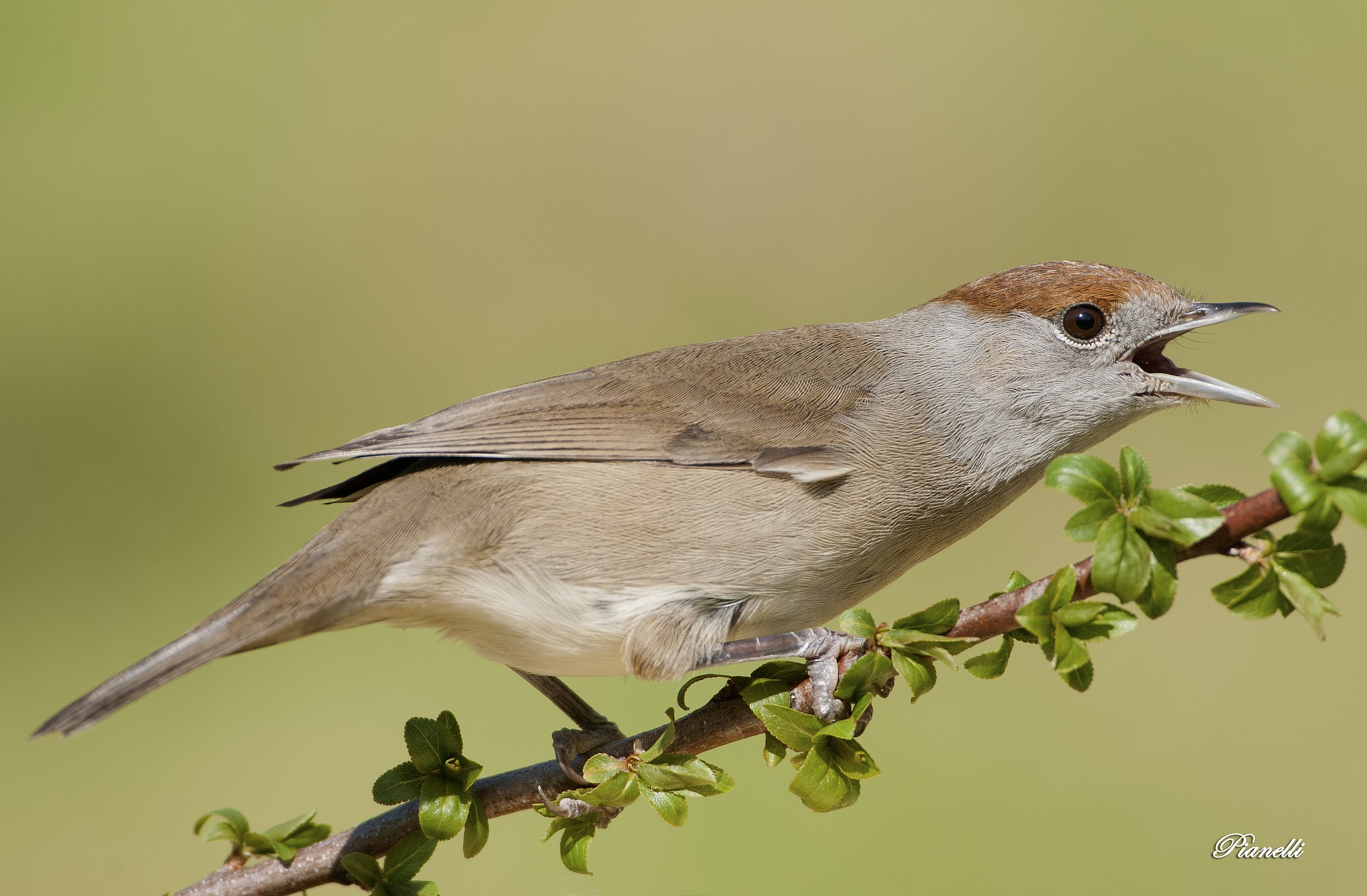 Blackcap