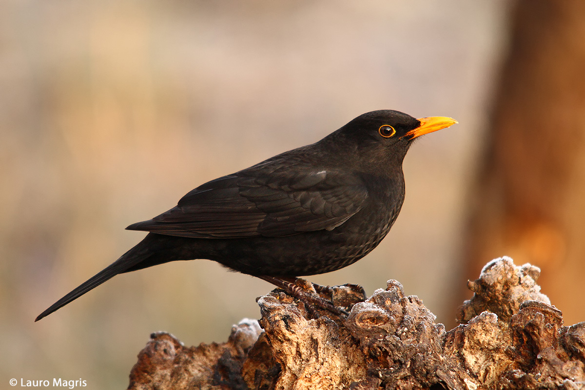 Turdus Merula