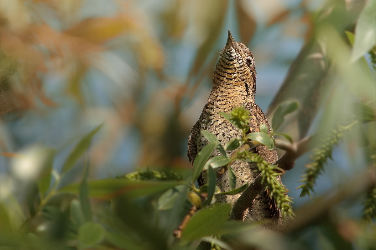 ..... che tribolo..!!!!