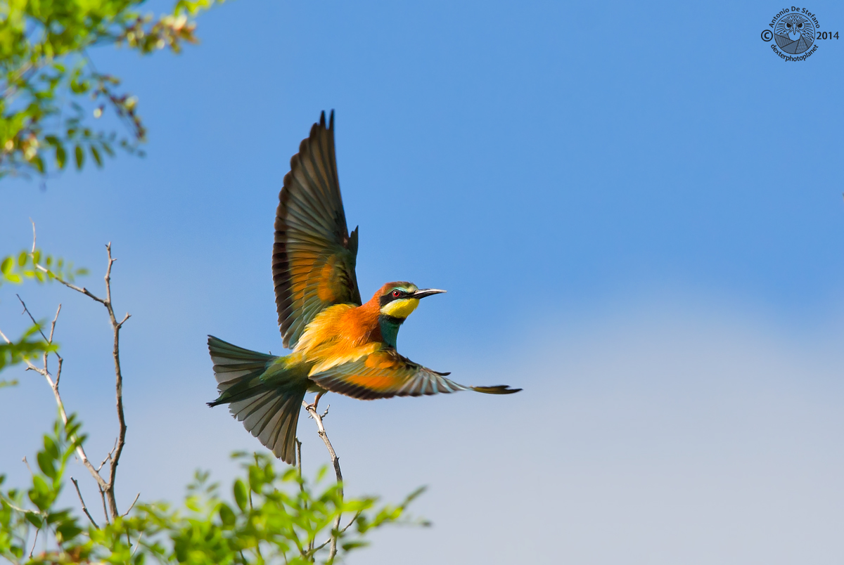 United colors of Gruccion