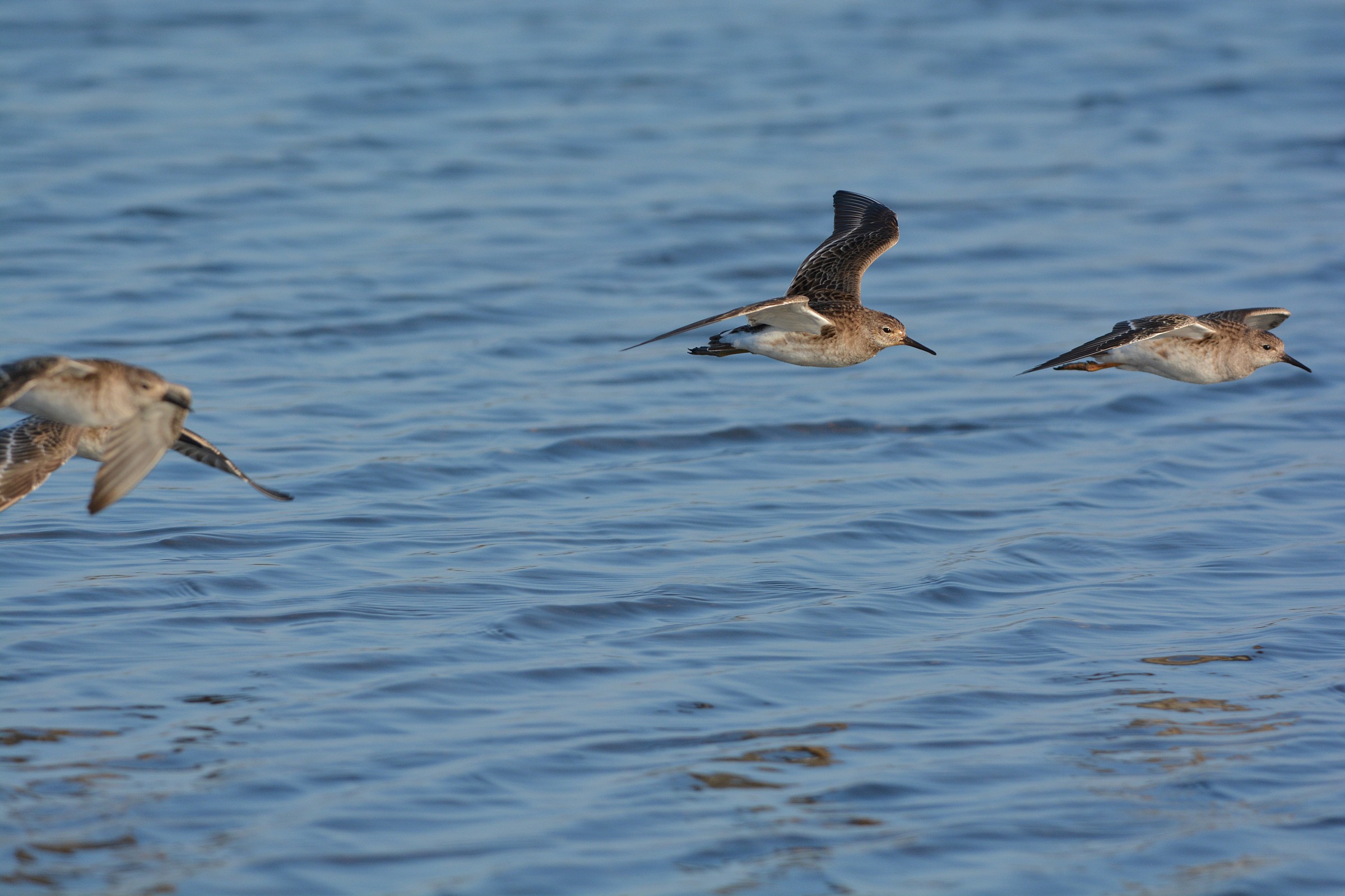 originale dello scattogia' caricato dei due combattenti