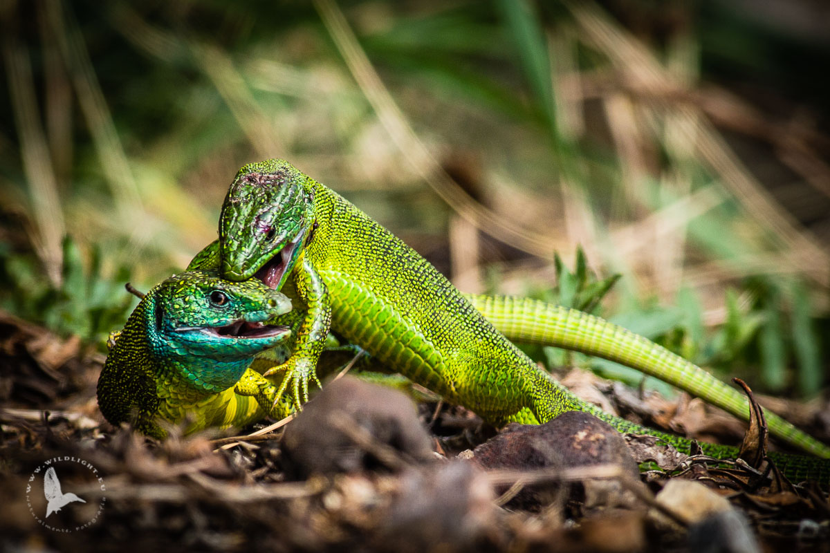 Lizards and homeland defense III