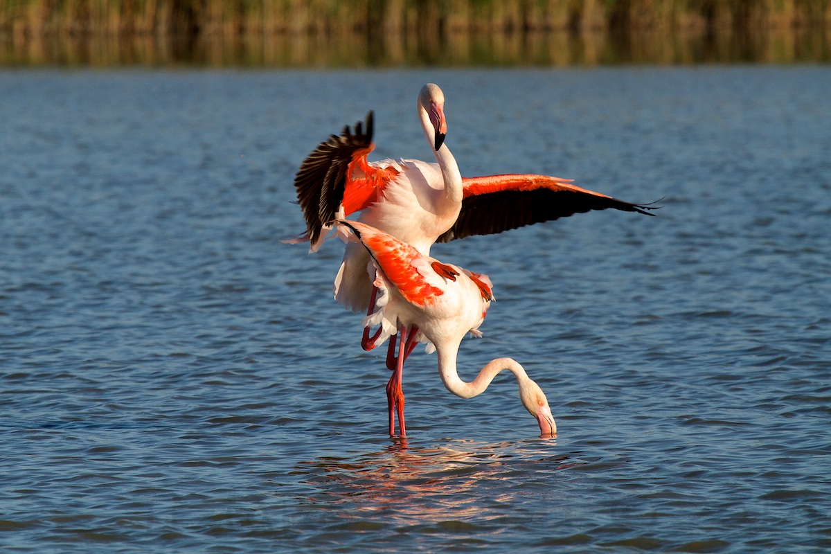 Fenicotteri - Accoppiamento 2