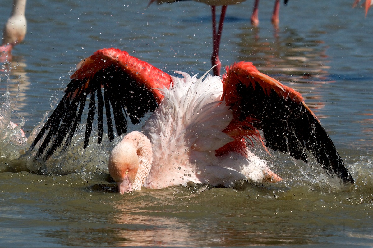 Fenicotteri - Al Bagno 1