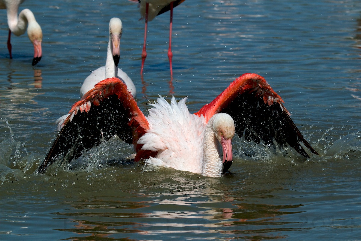 Fenicotteri - Al Bagno 2