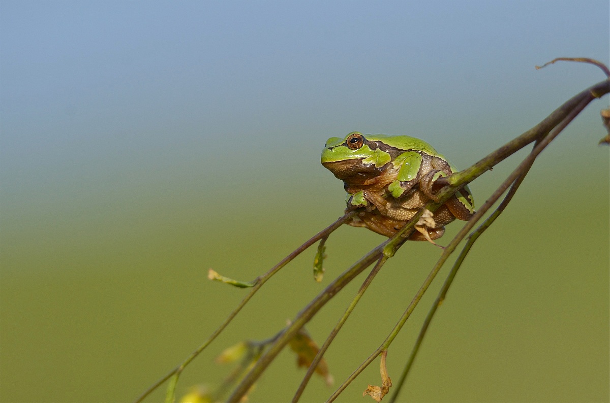 Tree Frog Italica