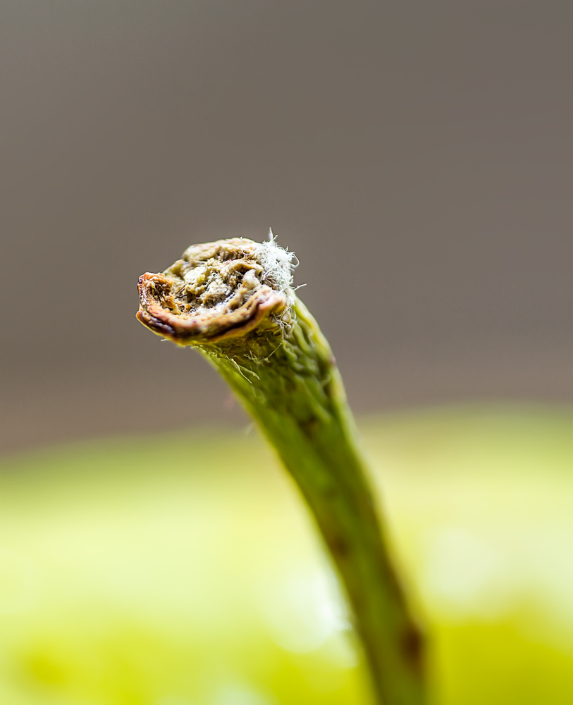 frutta mela di legno!