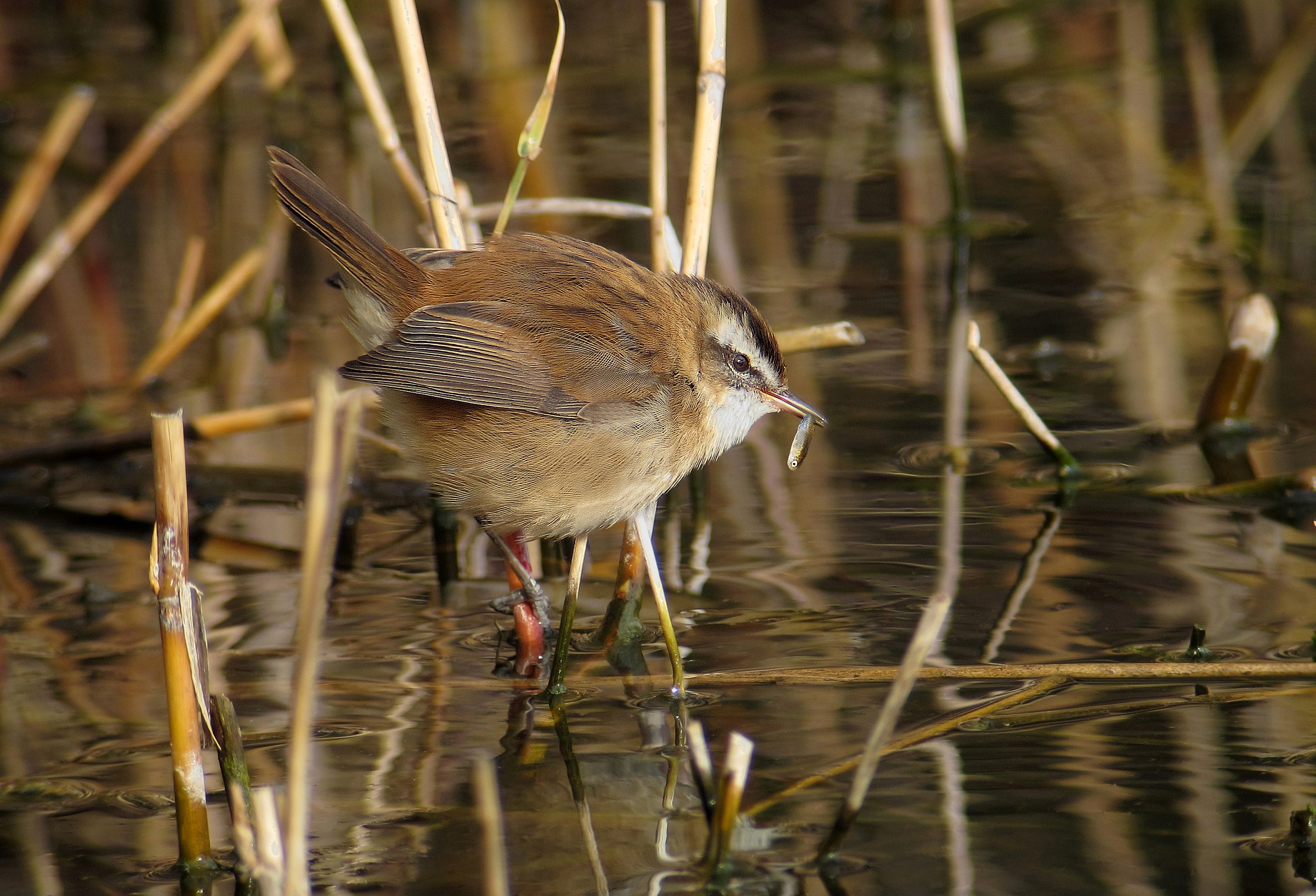 Moustached Warbler
