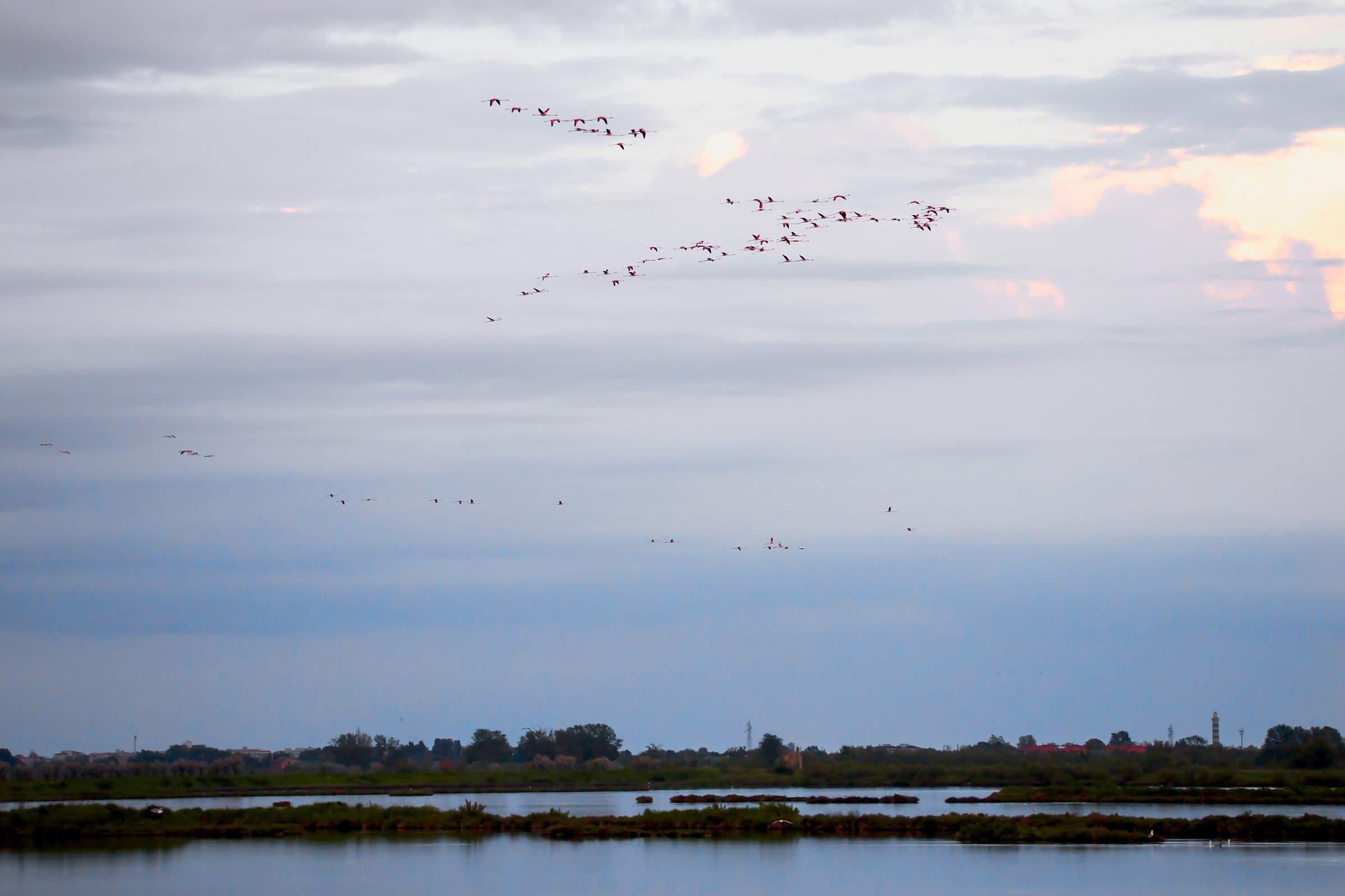 Stormo di Fenicotteri Rosa a Venezia
