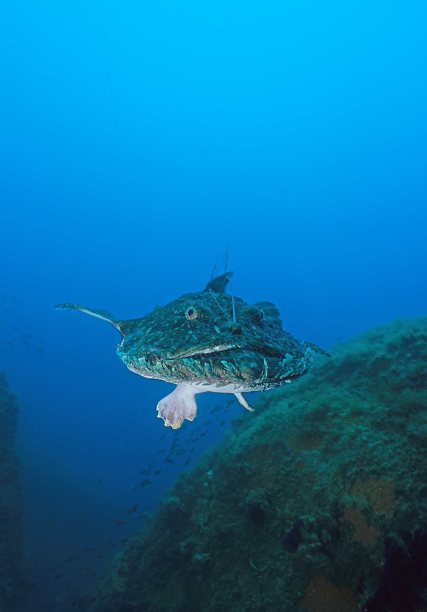 Anglerfish in Blue
