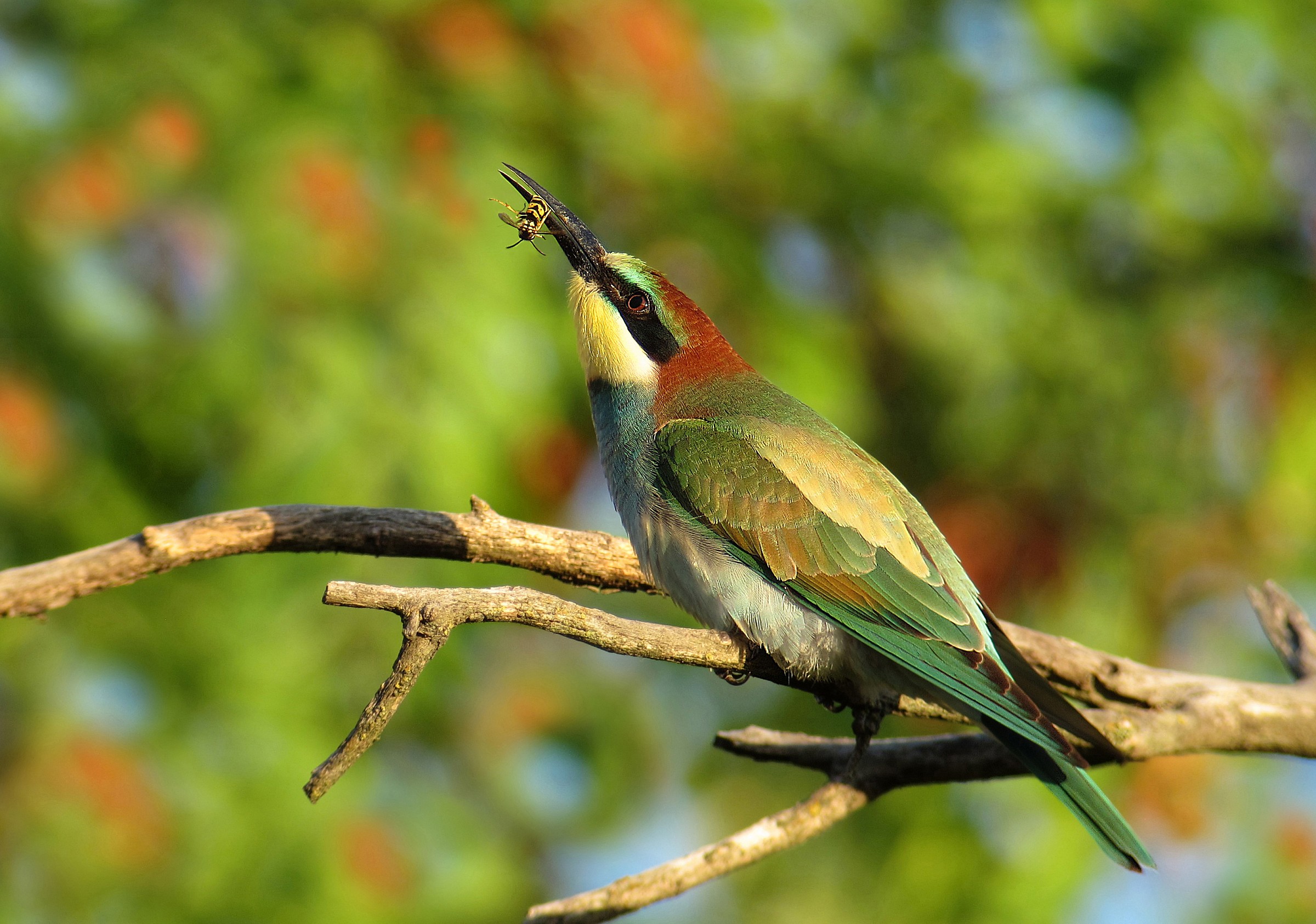 Bee-eater with prey