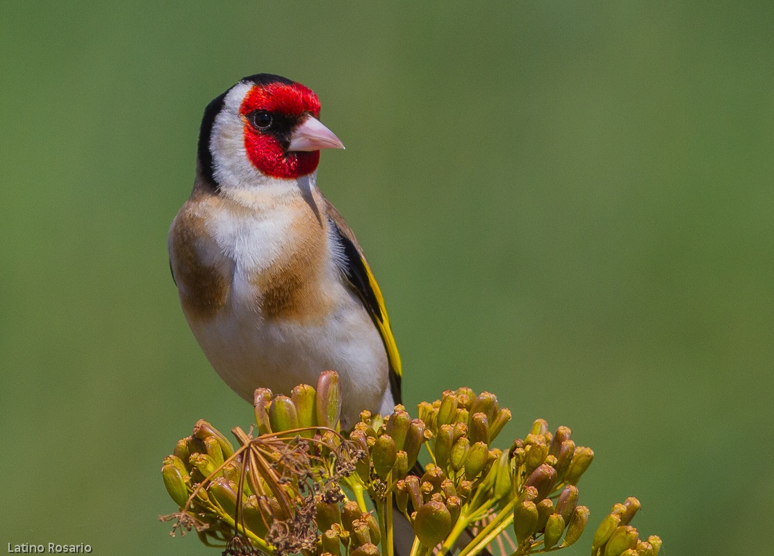 Goldfinch