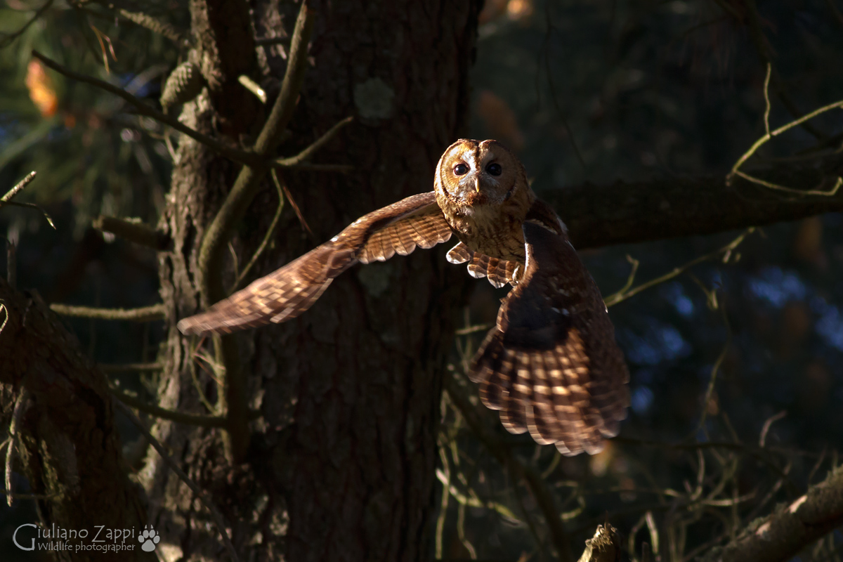 The ladies of the night.