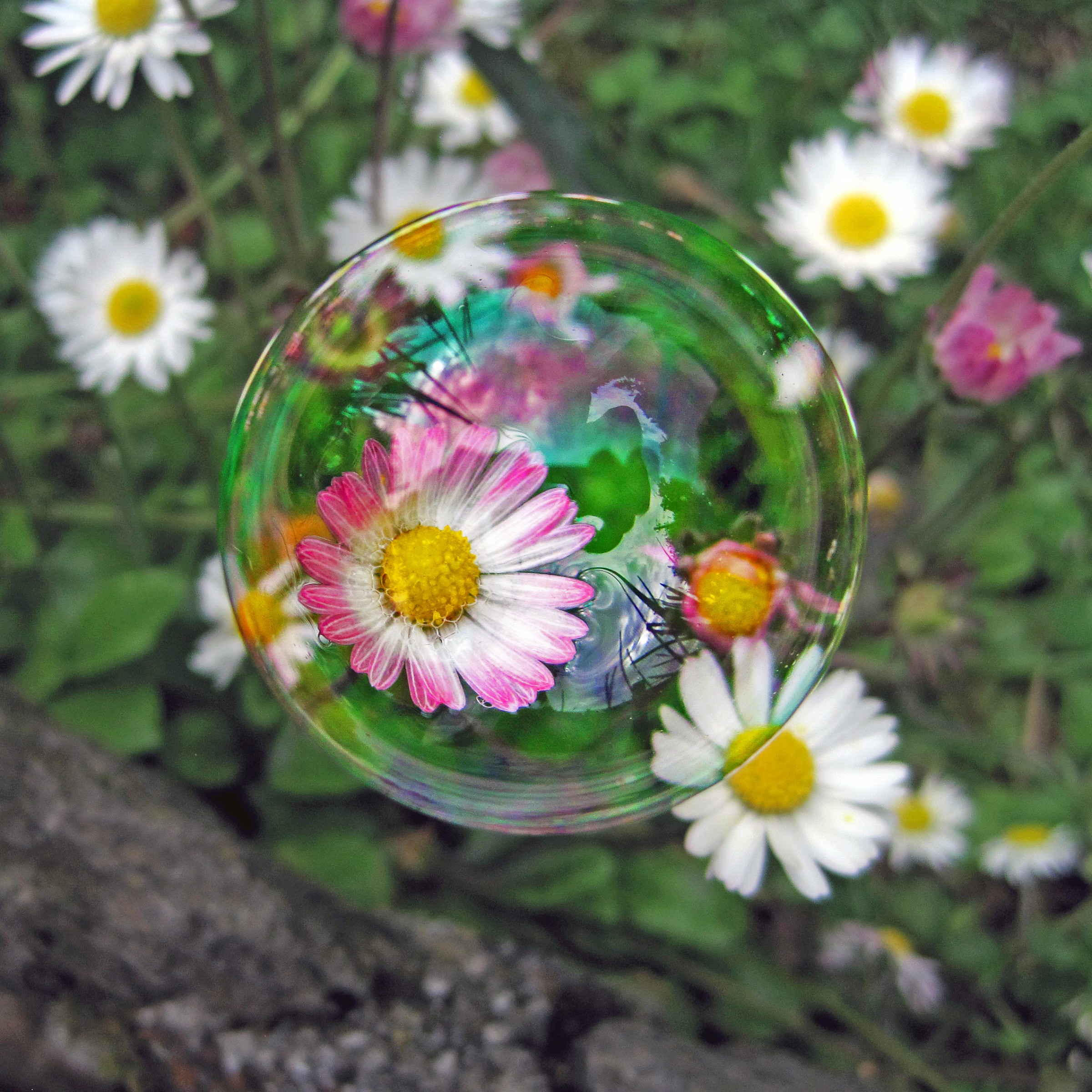 Prisoner in the bubble