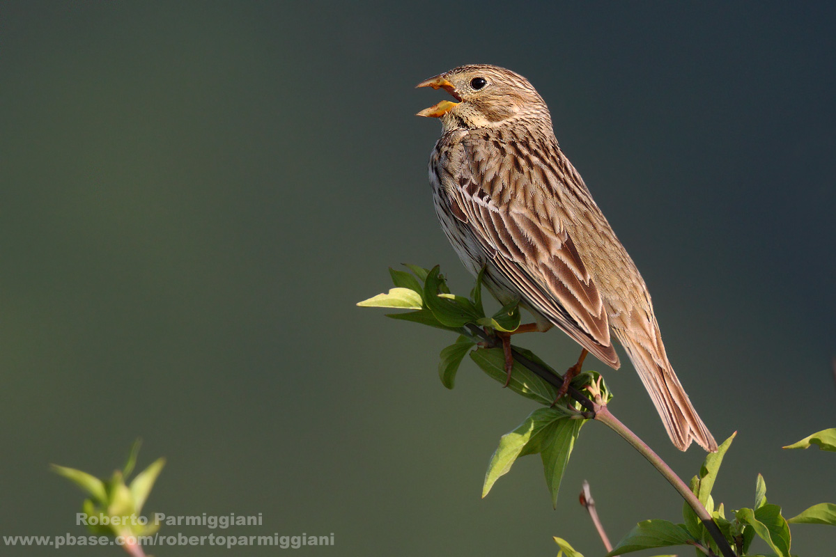 in singing (bunting)