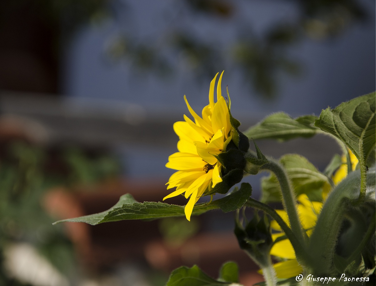 al di là del sole...