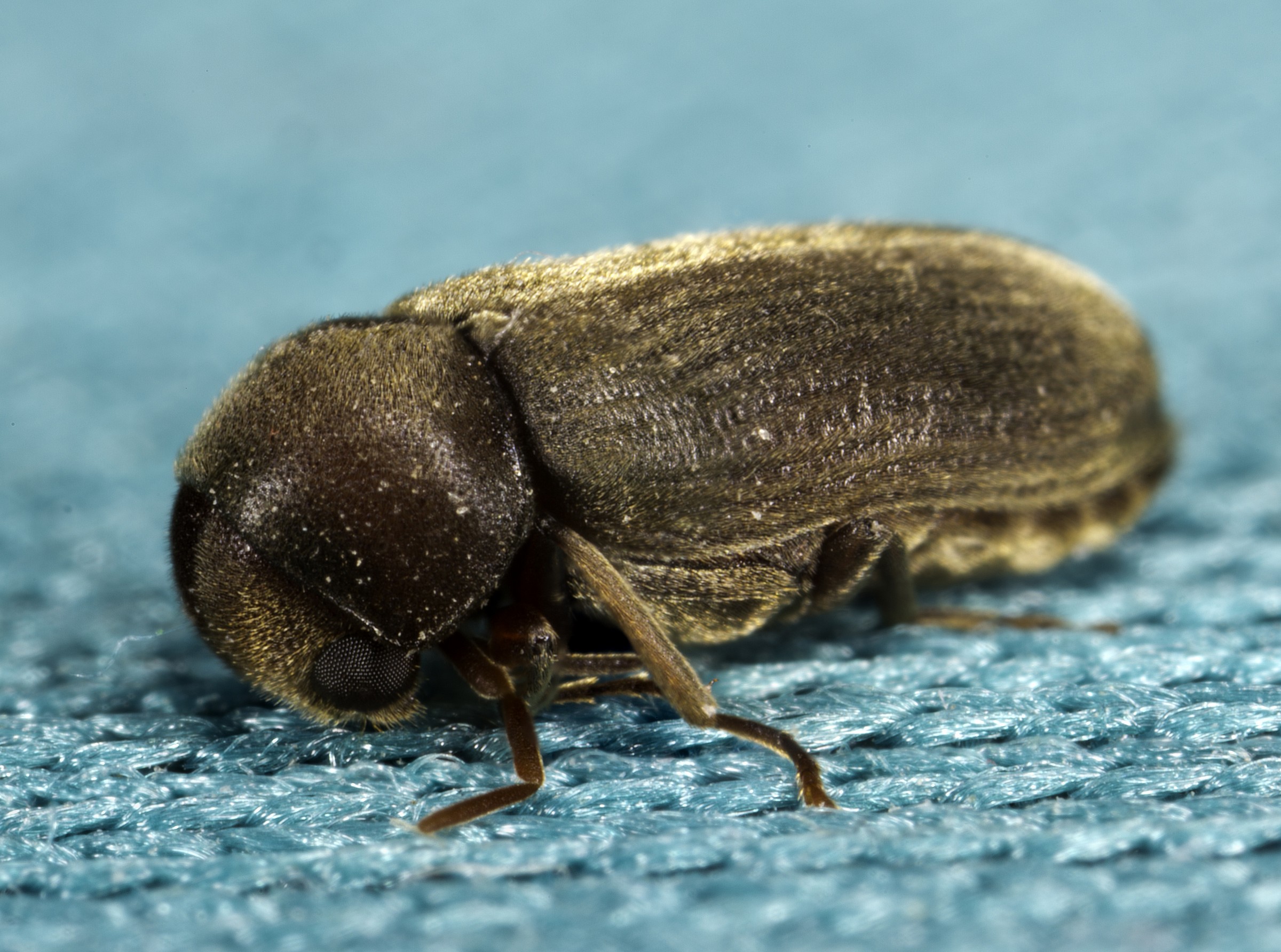 Piccolo sconosciuto spaventato